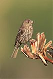 House Finch